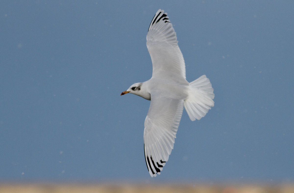 Mark Robanson tweet media