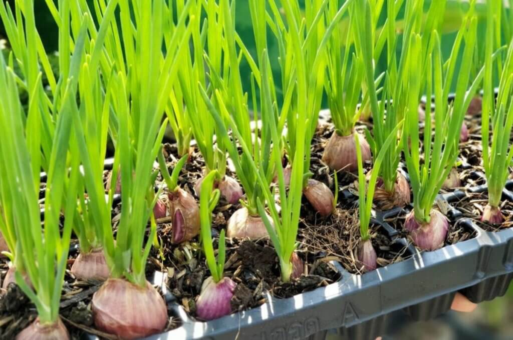 Planter des échalotes en janvier : conditions, soins et astuces pour réussir en hiver potager.biz/planter-des-ec… #potager