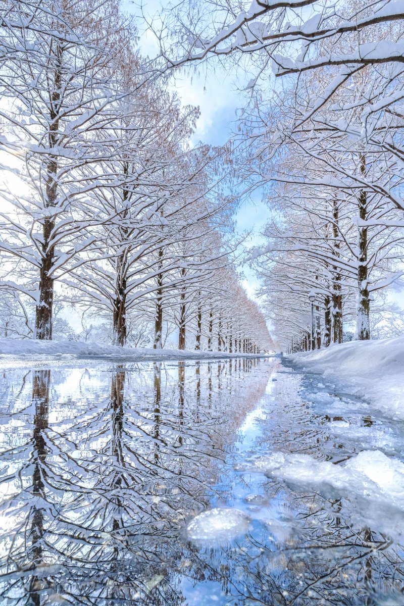 aki_goodspeed's tweet photo. 冬のメタセコイア並木
吹雪から青空が覗いた
美しい瞬間☃️ https://t.co/RbQTgnxCAM