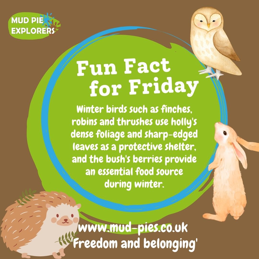 Holly is for birds, not just for Christmas! 
Winter birds use holly as a protective shelter, and the berries as an essential food source.
#mudpieexplorers #bristol #newport #forestschool #fridayfact #facttimefriday #funfactfriday #nature #outdoorlearning