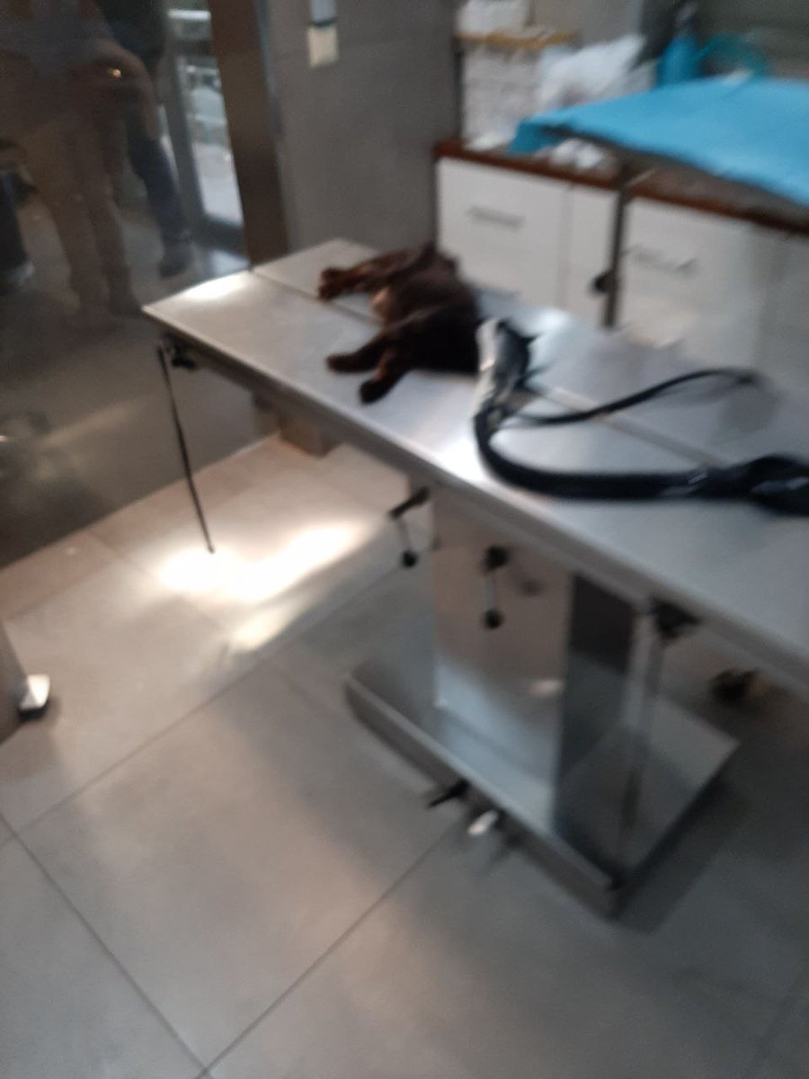 Dieser kleine Kater wurde deratig verprügelt dass 4 Rippen gebrochen sind,es gibt einen Milzriss und etliche andere Verletzungen. Die Polizei darf Tiere nicht in die Klinik bringen. Darum wurde ich wieder gerufen. Wie Ihr Euch denken könnt benötige ich dringend Hilfe für die