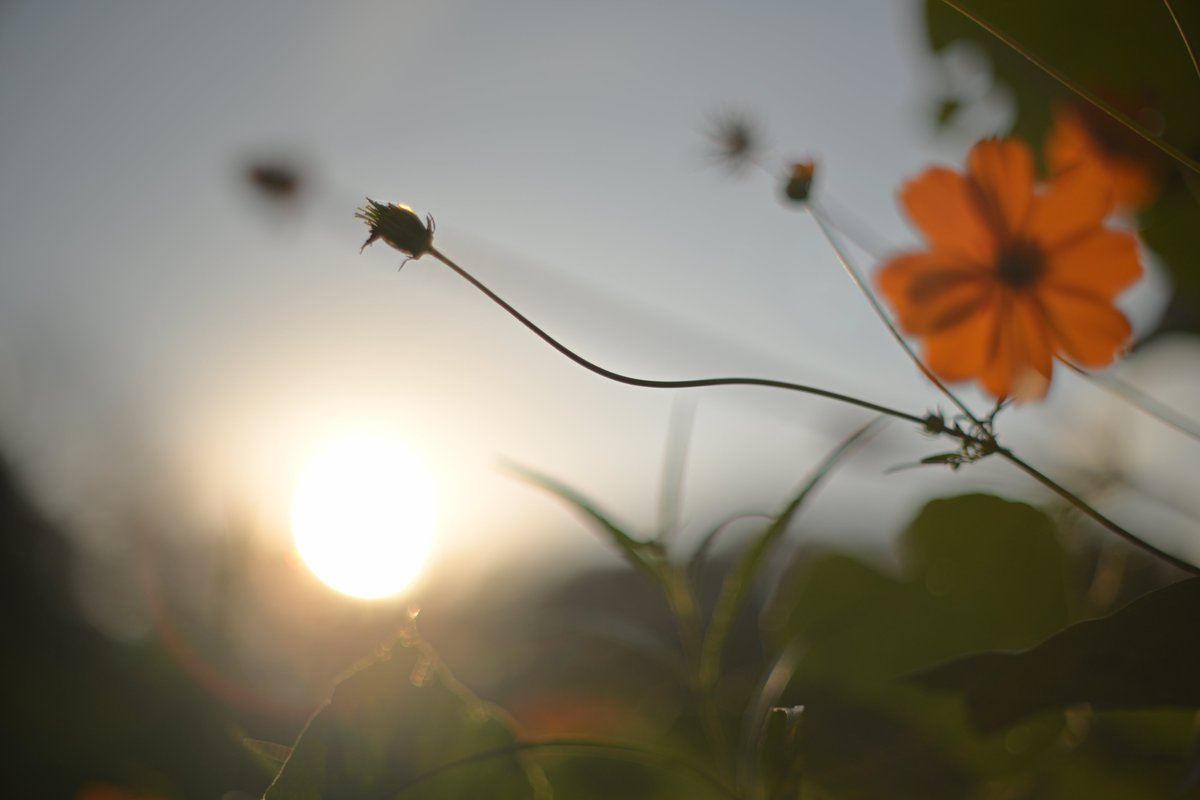 sounds_g00d's tweet image. 写真を撮ることが好きでオールドレンズとNikon Zfで綺麗だと思ったものを好きなように撮っています
所有レンズはこちらのスレッドに記載
皆さまの素敵な写真を拝見できる事に感謝いたします
