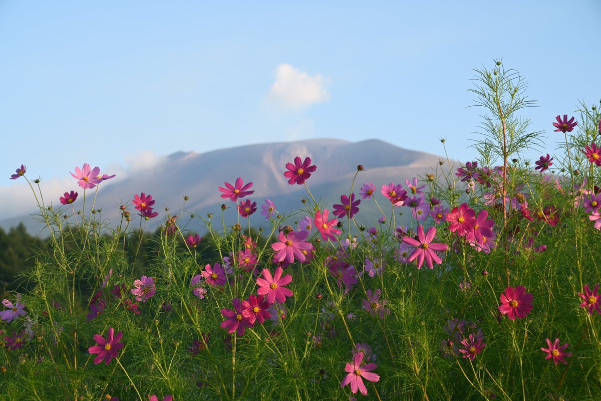 sounds_g00d's tweet image. 写真を撮ることが好きでオールドレンズとNikon Zfで綺麗だと思ったものを好きなように撮っています
所有レンズはこちらのスレッドに記載
皆さまの素敵な写真を拝見できる事に感謝いたします