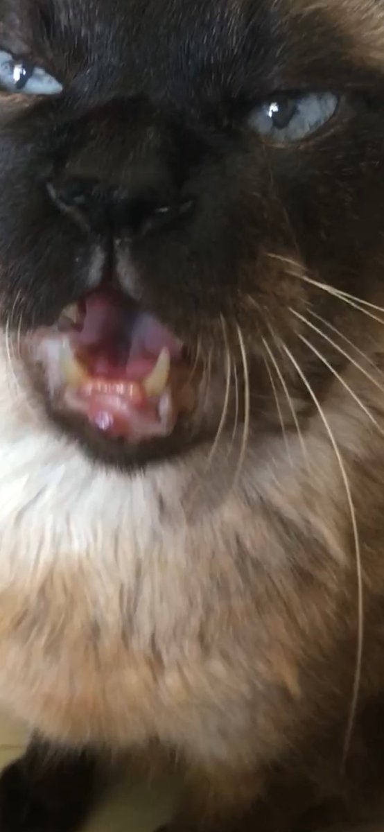 #猫　　#たぬシャム　　#ラブ日記
牙、、、のみ、、、😵😵☺️
