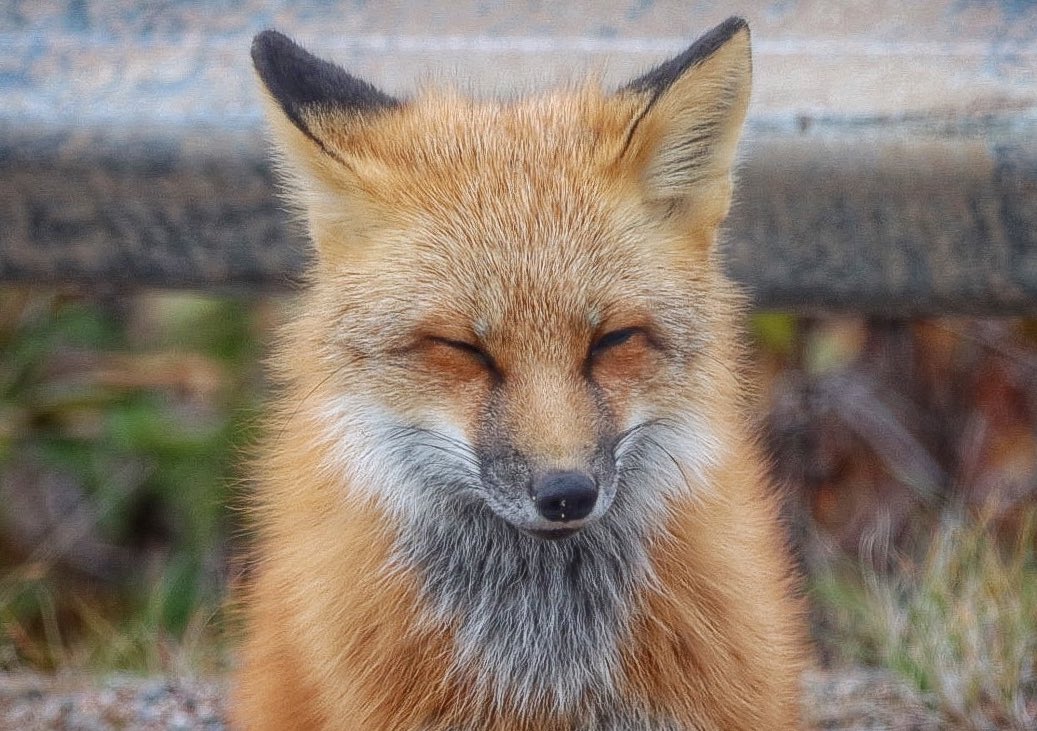 GrayMarker99's tweet image. It’s #FoxFriday! 🦊