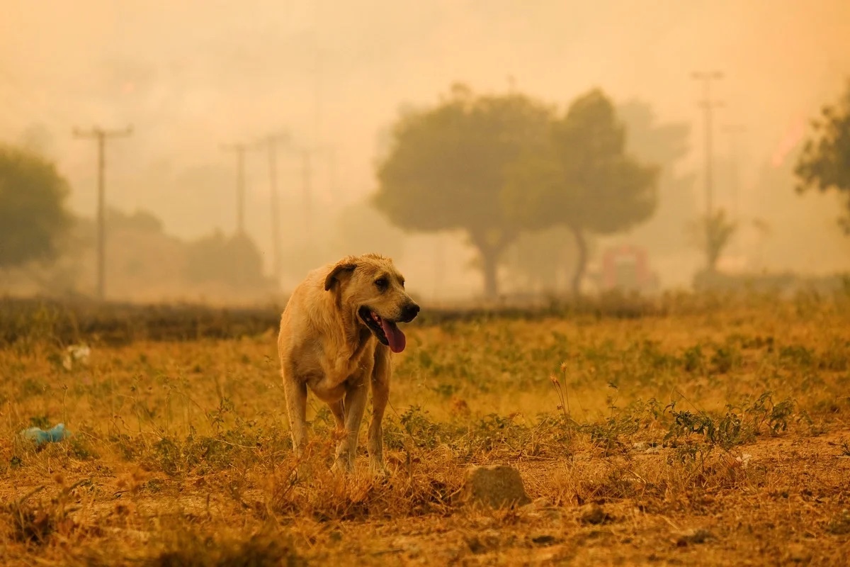 🔥 LOS ANGELES : les refuges saturés d’animaux abandonnés

Les refuges de Los Angeles sont saturés suite aux violents incendies qui ravagent la ville depuis le 7 janvier. De Hollywood à Pacific Palisades, des centaines de familles sont contraintes de temporairement laisser la