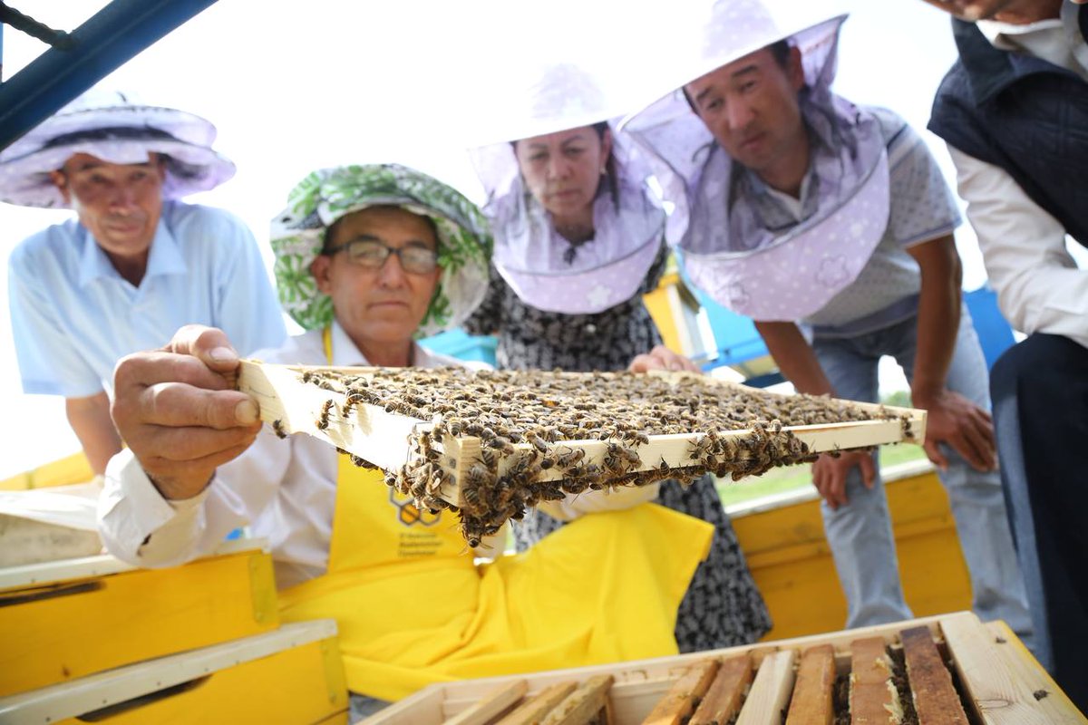 UNDP Uzbekistan 🇺🇿 (@undp_uzbekistan) on Twitter photo 🍯Sweet success:
Bakhtiyar started with 10 hives in the 90s.
Today his 200 hives produce rare licorice honey.
With <a href="/JapanGov/">The Gov't of Japan</a>'s help he spreads hope & hives across the region training local men & women in beekeeping.
More🐝= greener future for #AralSea
👉go.undp.org/Jux 🍯Sweet success:
Bakhtiyar started with 10 hives in the 90s.
Today his 200 hives produce rare licorice honey.
With <a href="/JapanGov/">The Gov't of Japan</a>'s help he spreads hope & hives across the region training local men & women in beekeeping.
More🐝= greener future for #AralSea
👉go.undp.org/Jux
