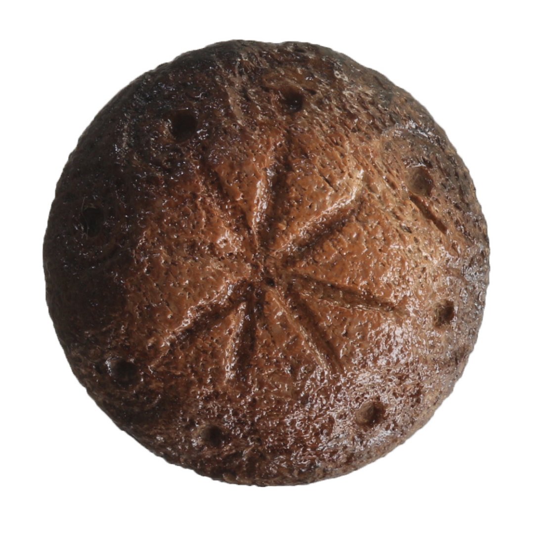 📍 Karabük'ün Eskipazar ilçesindeki Hadrianopolis Antik Kenti'ndeki kazı çalışmalarında 5. yüzyıla ait olduğu değerlendirilen askeri strateji oyununa ait 2 adet kemik oyun taşı gün yüzüne çıkarıldı.

Karabük Üniversitesi Edebiyat Fakültesi Arkeoloji Bölümü Öğretim Üyesi ve Kazı