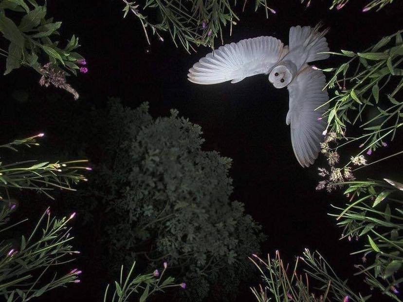 A once in a lifetime shot.