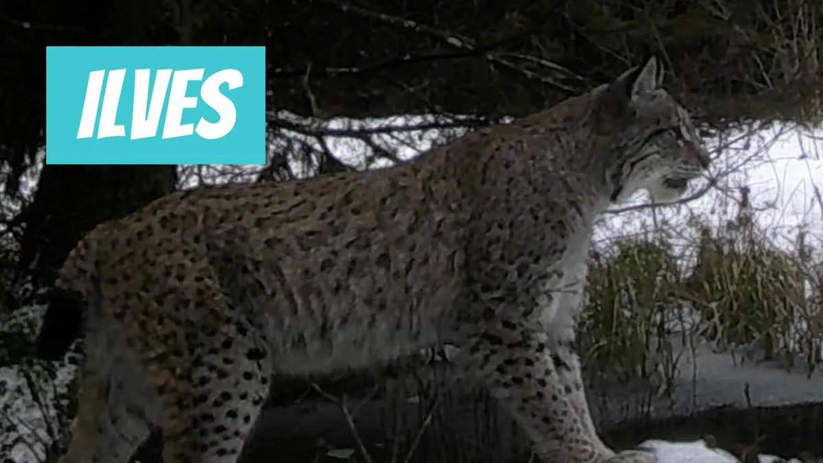 Ilves (Lynx lynx; Eurasian lynx) youtube.com/shorts/JLpo-av… 

🎥 Arnold Kristjuhan

🤓Kui ka sina avastad looduses midagi põnevat siis jaga seda meiega PlutoF GO nutirakenduse kaudu, mille saad alla laadida Google Playst või Apple Store’i äpipoest.