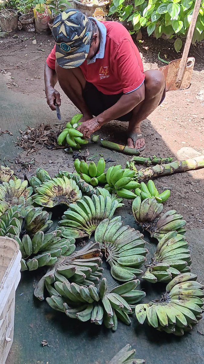 dian_restoe's tweet photo. Panen pisang di ...
.
.
.
Kediri
😃 https://t.co/1ugZINcGMo