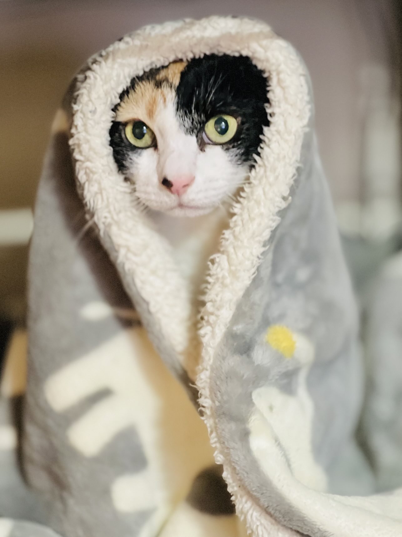 三毛猫ちまき (@chimakko) / X