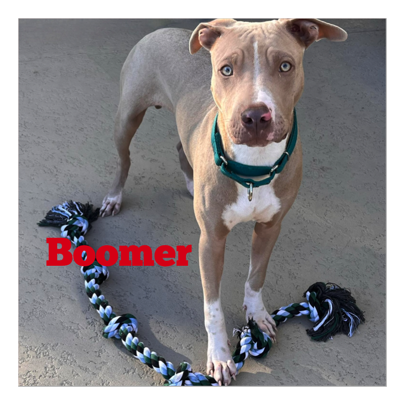 Animal Relief Foundation Aruba (@arf_aruba) on Twitter photo Arubian cunucu Boomer is now in foster in Florida and available for adoption!😍
Application: arf-aruba.com
For more info: info@arf-aruba.com
#adoptme #pickme #chooseme #arubapup #rescuepup Arubian cunucu Boomer is now in foster in Florida and available for adoption!😍
Application: arf-aruba.com
For more info: info@arf-aruba.com
#adoptme #pickme #chooseme #arubapup #rescuepup
