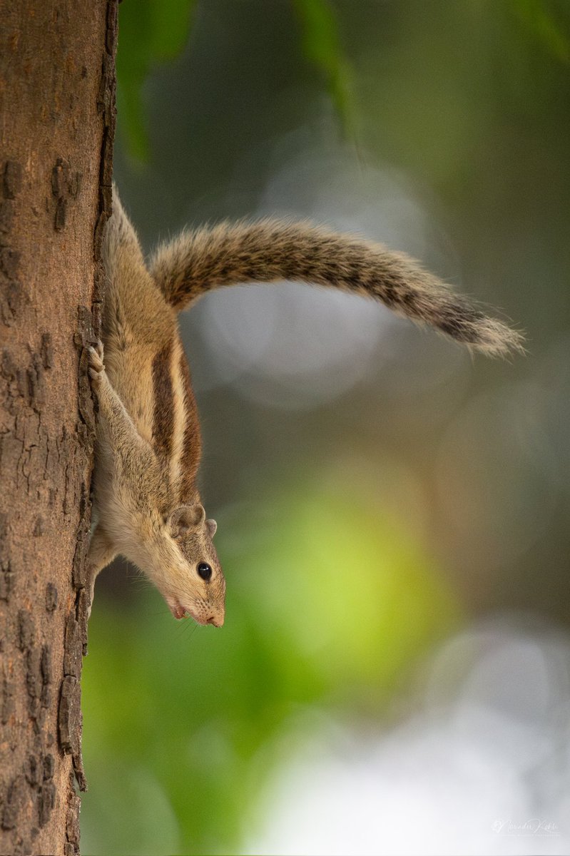 PicMyNature Foundation (Natural Neighbourhood) tweet media