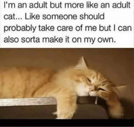 WholesomeMemes tweet media