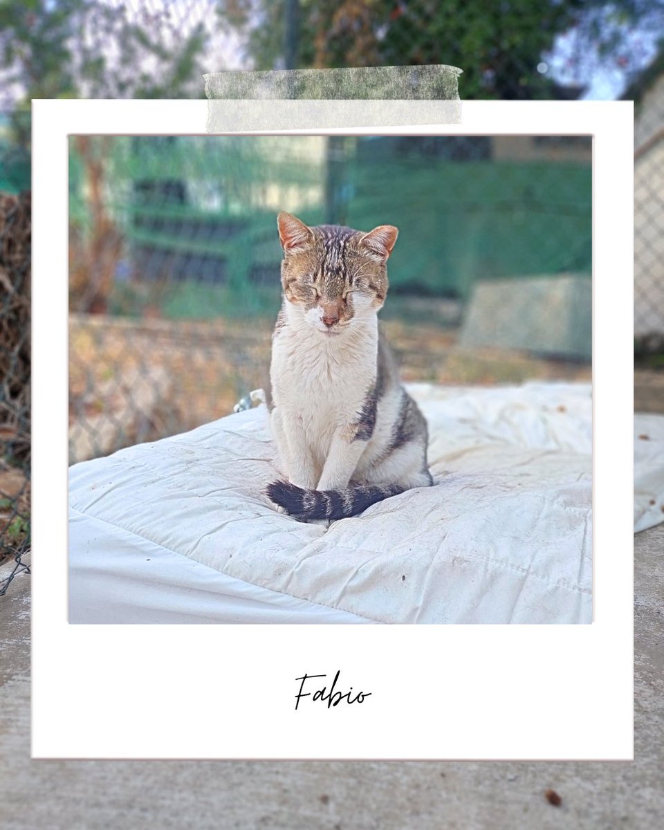 Fabio es un gato muy bueno, siempre se ha llevado muy bien con otros gatos y ahora necesita una ACOGIDA porque está enfermo, tiene medicación y está solito en una habitación.

adopciones@defensafelina.org
apadrina@defensafelina.org 

teaming.net/asociaciondefe…