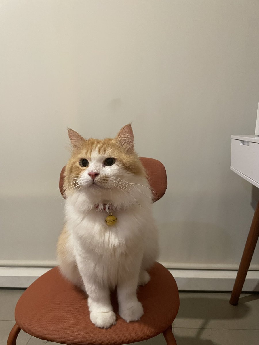 gundudthecat tweet picture