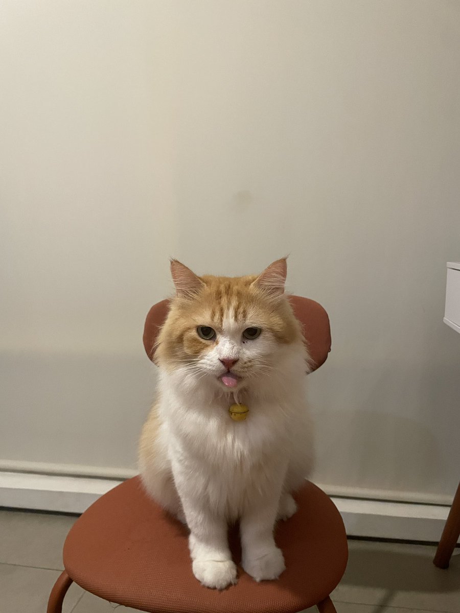 gundudthecat tweet picture