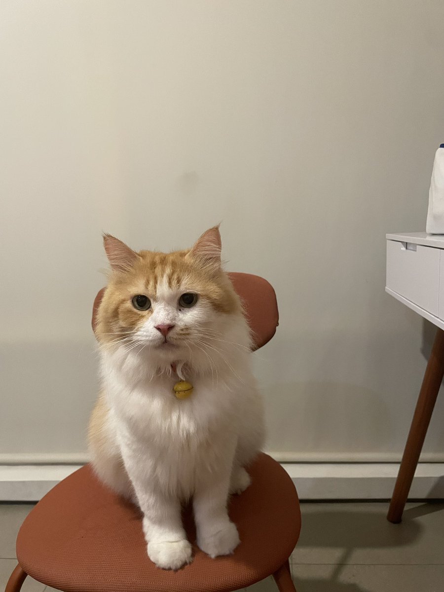 gundudthecat tweet picture