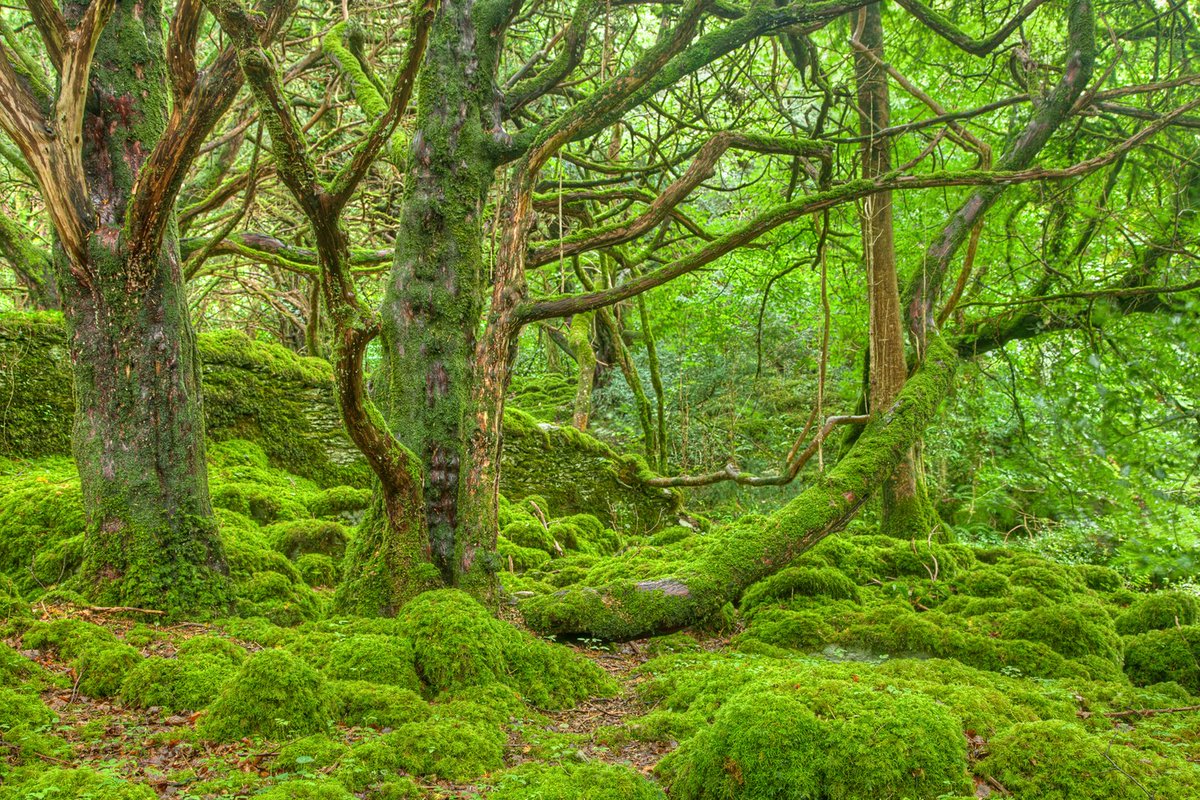 Jenni Roche (@jenni_roche) on Twitter photo Our new report "Mapping, monitoring, and protecting ancient and long-established woodland in Ireland" has just been published by <a href="/NPWSIreland/">National Parks and Wildlife Service</a>. npws.ie/sites/default/… Our new report "Mapping, monitoring, and protecting ancient and long-established woodland in Ireland" has just been published by <a href="/NPWSIreland/">National Parks and Wildlife Service</a>. npws.ie/sites/default/…