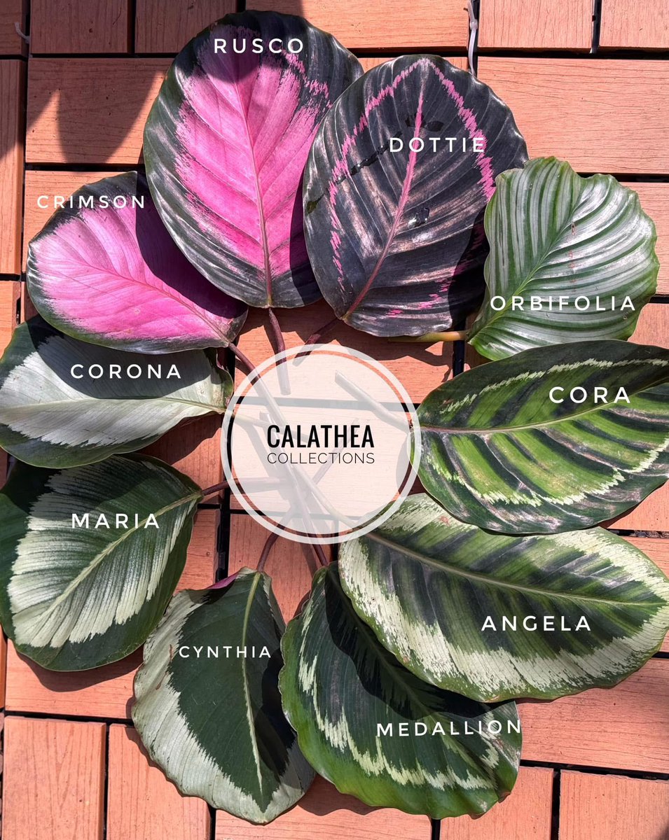 I know that there is a huge community for leaf lovers here !

What calathea matches the most your home ?