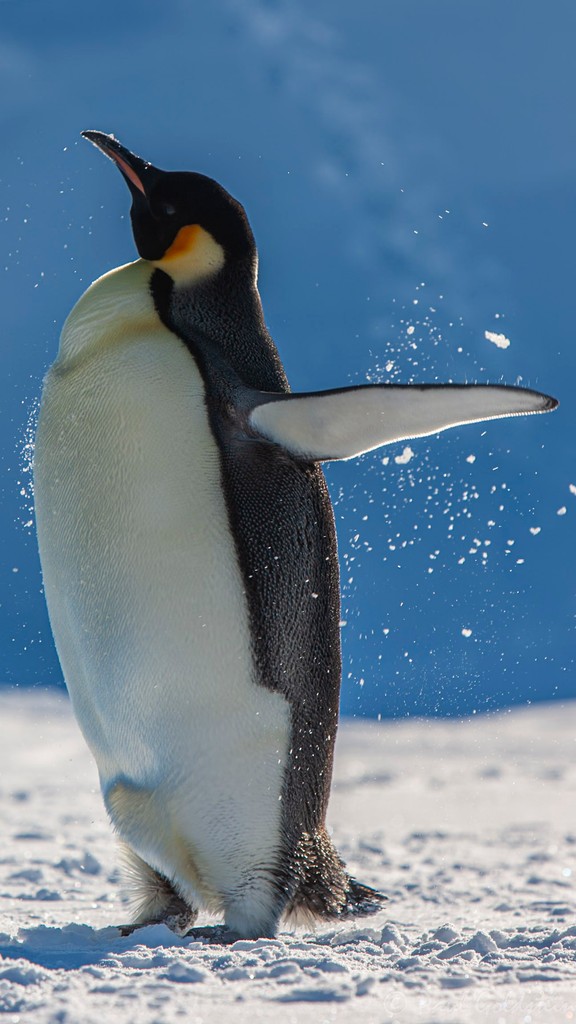 Paul Goldstein (@paulgoldstein59) on Twitter photo Hot chicks - November: '25 Snow Hill to the Peninsula: Emperor Penguins & the 7th ContinentIt inspired, entranced and bewitched the likes of #Shackleton, #Wild and #Worsley, I hope you can join me on board to see why. Pls DM me or email georgia.letts@exodus.co.uk
<a href="/ExodusTravels/">Exodus Adventure Travels</a> Hot chicks - November: '25 Snow Hill to the Peninsula: Emperor Penguins & the 7th ContinentIt inspired, entranced and bewitched the likes of #Shackleton, #Wild and #Worsley, I hope you can join me on board to see why. Pls DM me or email georgia.letts@exodus.co.uk
<a href="/ExodusTravels/">Exodus Adventure Travels</a>