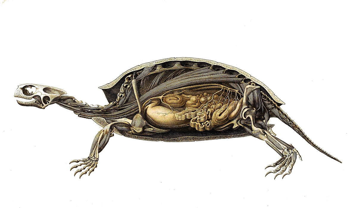 亀です カメジェンヌ (@KOAYGbHGvVE5DXU) / Posts / X