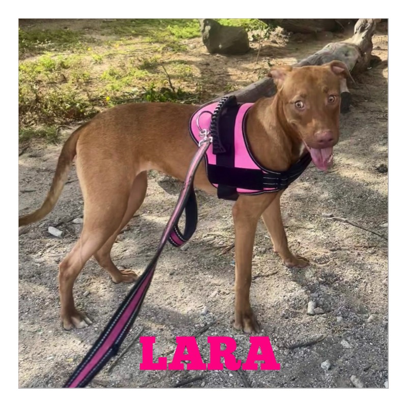 Animal Relief Foundation Aruba (@arf_aruba) on Twitter photo Beautiful Lara is available for adoption but is still in Aruba. She can travel via cargo to the U.S.
Adoption app: arf-aruba.com
More info: info@arf-aruba.com
#arfaruba #adoptable #pickme #chooseme #rescuedog #arubarescue #beautifulgirl Beautiful Lara is available for adoption but is still in Aruba. She can travel via cargo to the U.S.
Adoption app: arf-aruba.com
More info: info@arf-aruba.com
#arfaruba #adoptable #pickme #chooseme #rescuedog #arubarescue #beautifulgirl