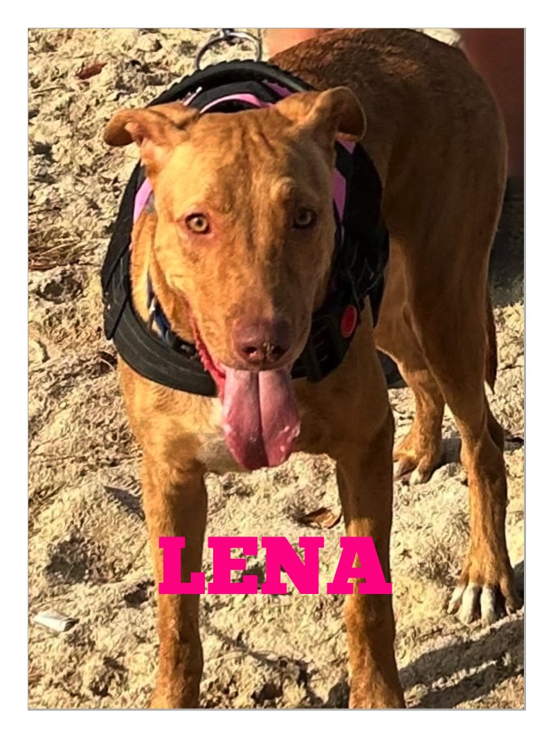 Animal Relief Foundation Aruba (@arf_aruba) on Twitter photo Next is Lena! This happy girl is still on the island & is ready for a forever family. She can travel to the US via cargo, as well.
More info: info@arf-aruba.com
Adoption application: arf-aruba.com
#arfaruba #adopt #chooseme #pickme #adoptme #arubarescue #rescue dog Next is Lena! This happy girl is still on the island & is ready for a forever family. She can travel to the US via cargo, as well.
More info: info@arf-aruba.com
Adoption application: arf-aruba.com
#arfaruba #adopt #chooseme #pickme #adoptme #arubarescue #rescue dog