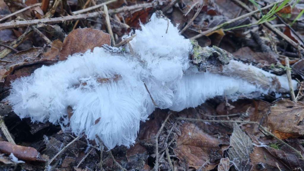 #RecordOfTheWeek are some Hair Ice Crust (Exidiopsis effusa) records, including this example spotted by Theresa Heal in Cwmfelinfach. This amazing fungus causes a distinctive ice formation in suitable weather conditions. Thanks to all who recorded the species during the cold snap