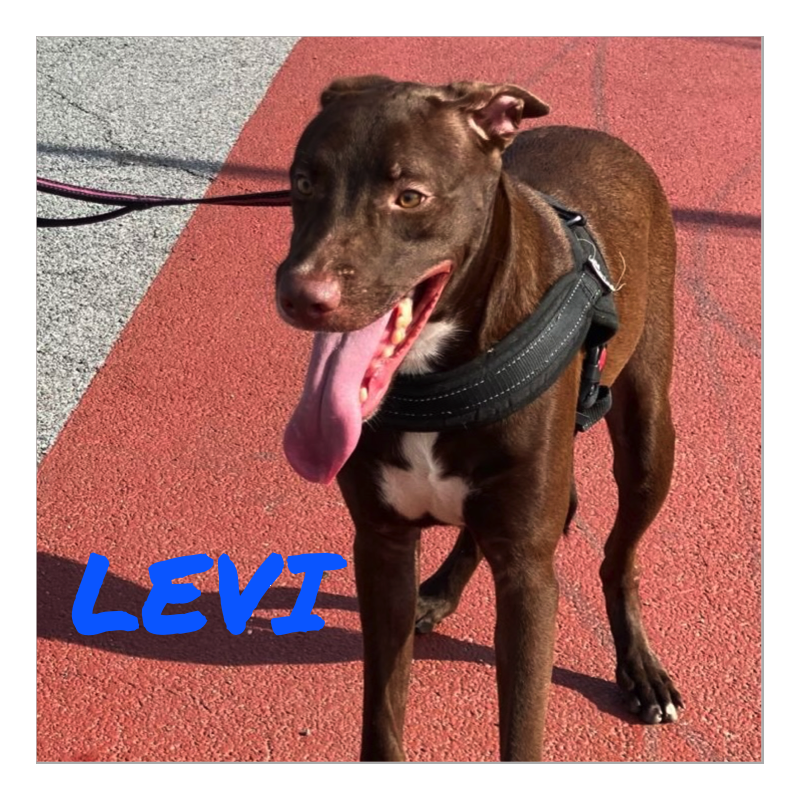 Animal Relief Foundation Aruba (@arf_aruba) on Twitter photo Meet Aruba rescue Levi! Today he's on the island but as soon as we can arrange his cargo flight, he'll be in VA! Levi is a happy boy that deserves a fabulous forever family.
Adoption app: arf-aruba.com
More info: info@arf-aruba.com
#available #adoptable #arfaruba Meet Aruba rescue Levi! Today he's on the island but as soon as we can arrange his cargo flight, he'll be in VA! Levi is a happy boy that deserves a fabulous forever family.
Adoption app: arf-aruba.com
More info: info@arf-aruba.com
#available #adoptable #arfaruba