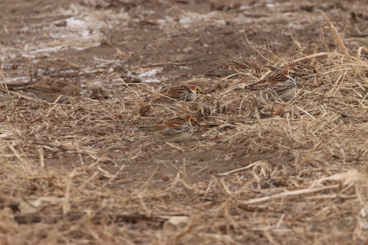 Fancy a game?

See if you can find all 7 Lapland longspurs in this photo.

This is a great example of how wildlife can camouflage into their environment. Photo: <a href="/USFWS/">U.S. Fish and Wildlife Service</a>