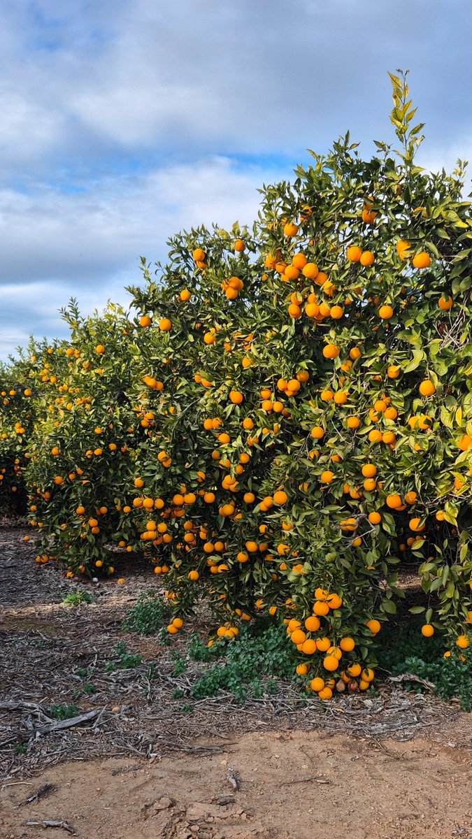 Apelsīnu sezona 🧡🇪🇸