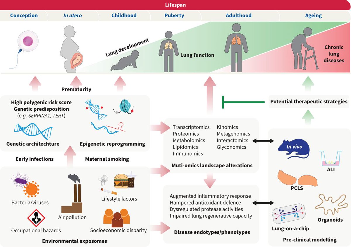 ERS publications (@erspublications) on Twitter photo ERJOR: In case you missed the #LSC2024, this work highlights some of the new key points that were discussed at the <a href="/EuroRespSoc/">ERS</a> Lung Science Conference about #COPD & #IPF by <a href="/SaraOcana1/">Sara Cuevas Ocaña</a> <a href="/danielchengyuwu/">Cheng-Yu Wu</a> <a href="/cami93melo/">Camila Melo</a> <a href="/EarlyCareerERS/">ERS Early-Career Members</a> <a href="/ERSpublications/">ERS publications</a> #ERJOR bit.ly/4cbMjpS ERJOR: In case you missed the #LSC2024, this work highlights some of the new key points that were discussed at the <a href="/EuroRespSoc/">ERS</a> Lung Science Conference about #COPD & #IPF by <a href="/SaraOcana1/">Sara Cuevas Ocaña</a> <a href="/danielchengyuwu/">Cheng-Yu Wu</a> <a href="/cami93melo/">Camila Melo</a> <a href="/EarlyCareerERS/">ERS Early-Career Members</a> <a href="/ERSpublications/">ERS publications</a> #ERJOR bit.ly/4cbMjpS