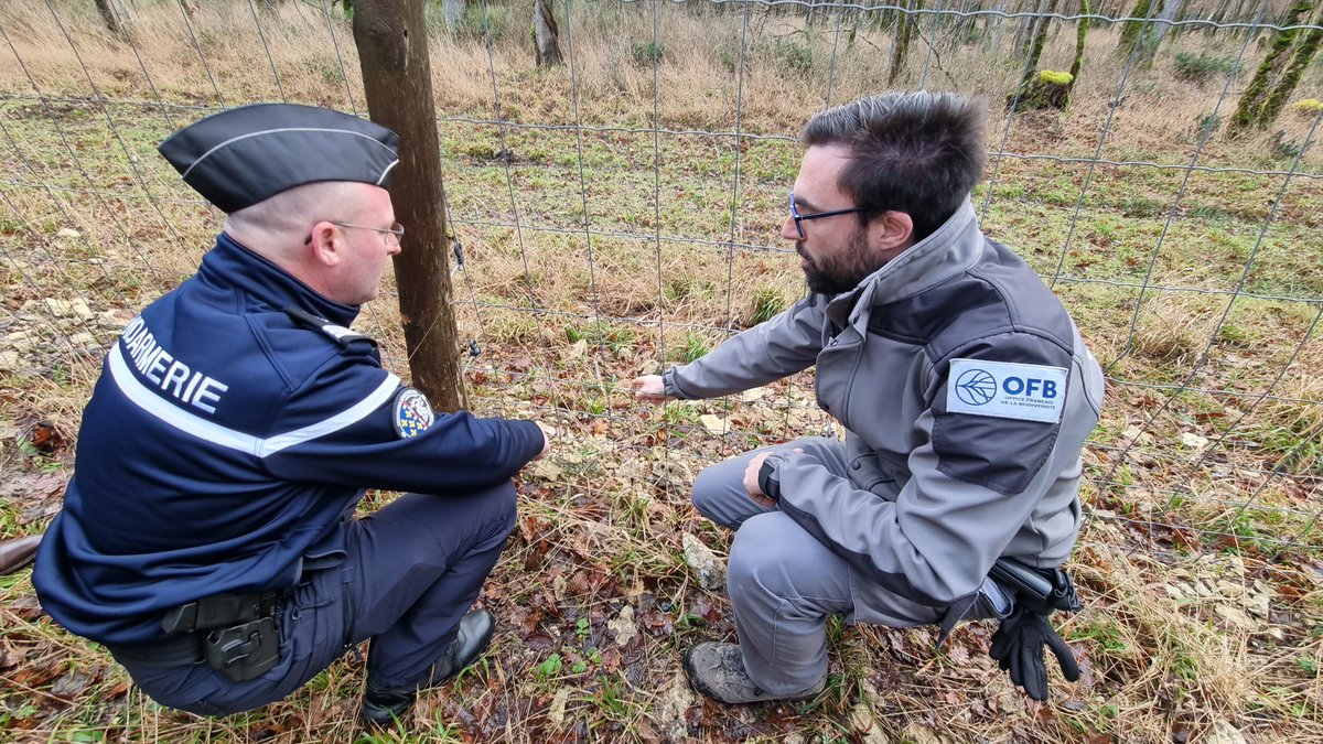 Préfète Centre-Val de Loire et Loiret (@prefet45_centre) on Twitter photo #Engrillagement #Sologne |
Hier et aujourd'hui, opération coordonnée de contrôles par l'Etat (DDT), <a href="/OFBiodiversite/">Office français de la biodiversité</a> et la <a href="/Gendarmerie/">Gendarmerie nationale</a>, pour le respect de la loi qui réglemente la construction des nouvelles clôtures dans le milieu naturel. #Engrillagement #Sologne |
Hier et aujourd'hui, opération coordonnée de contrôles par l'Etat (DDT), <a href="/OFBiodiversite/">Office français de la biodiversité</a> et la <a href="/Gendarmerie/">Gendarmerie nationale</a>, pour le respect de la loi qui réglemente la construction des nouvelles clôtures dans le milieu naturel.
