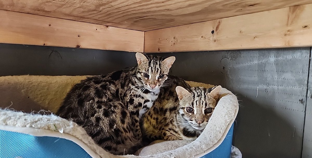 CARE Snow Day, Part 2

Fire has snow in her bed, and needs housekeeping to come fix it ASAP. 

Diego &amp; Bobbie and Roman &amp; Loki are cuddling to deal with the cold. 

Hope everyone is staying warm! 

📷: @bigcatderek 

#carerescuetexas #daretocare #tiger #bobcat #asianleopardcat