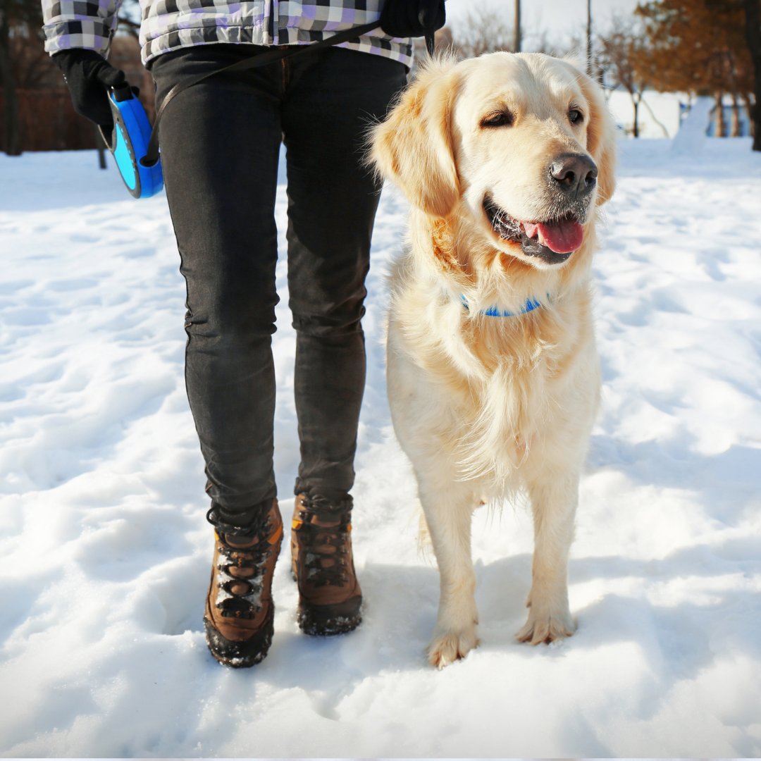Winter weather can be as challenging for pets as for people. Pet owners can keep their furry family members safe, warm and healthy, no matter how cold it gets with these tips from Huntsville Animal Services 👉 bit.ly/3Wd4q9C