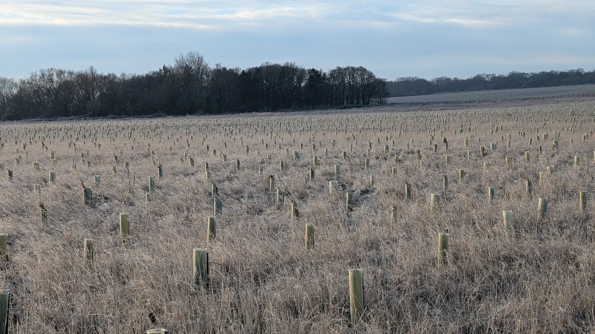 Plastic tree guards standing like memorial stones for the dead tree's they contain.Apocalptic scenes along the A14  Cambridgeshire.
