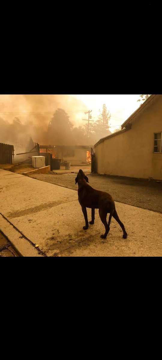 I do NOT understand how people can flee leaving their dogs behind! 😡😢
#CaliforniaWildfires #California #Dog #Fire