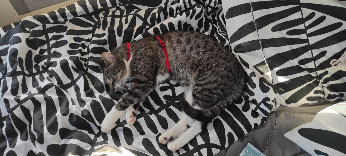 EmilKulaga's tweet photo. @lil_satann Kocia podróżniczka #Sanura 😸 https://t.co/ebeLGCzmMz