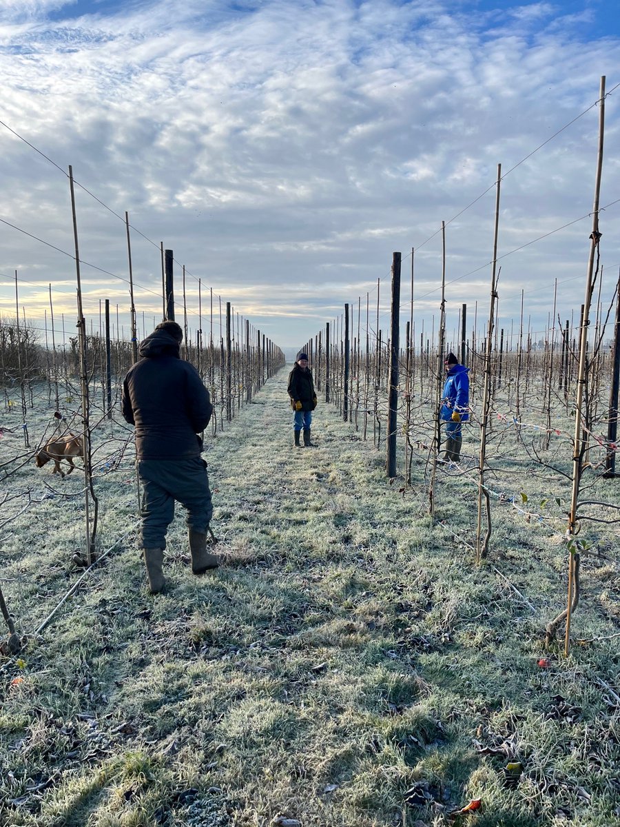 It's a bit chilly outside! ❄️

But even though its -3' outside, our fantastic British apple growers and some of the Worldwide Fruit team are still hard at work in the orchards, talking pruning and tree management plans for the season!
#britishfarming #britishapples #applegrowers