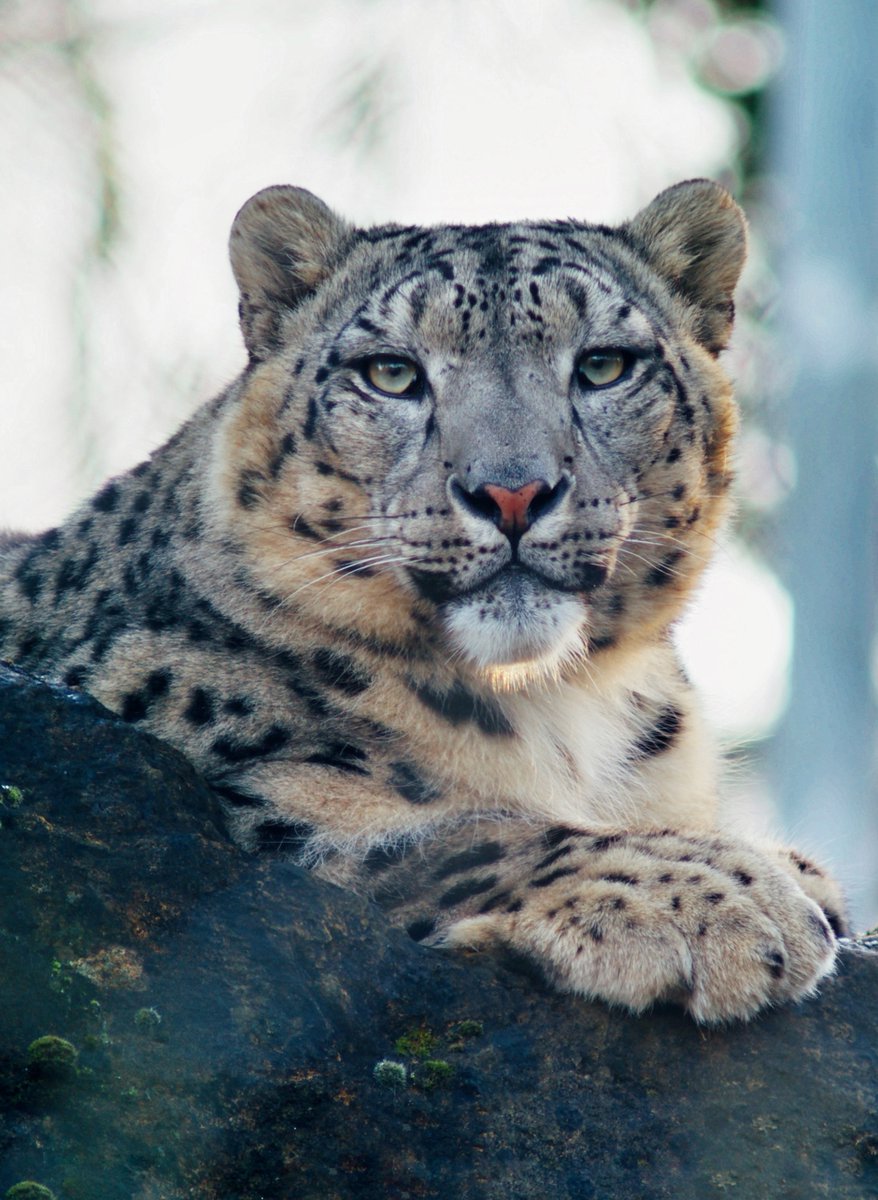 Shen is such a model! 😻

He's also perfectly built for today’s chilly weather! Snow leopards have long, fluffy tails to keep warm, large paws that work like built-in snowshoes and small ears to minimise heat loss.❄️

#SnowLeopard #WinterVibes #BanhamZoo