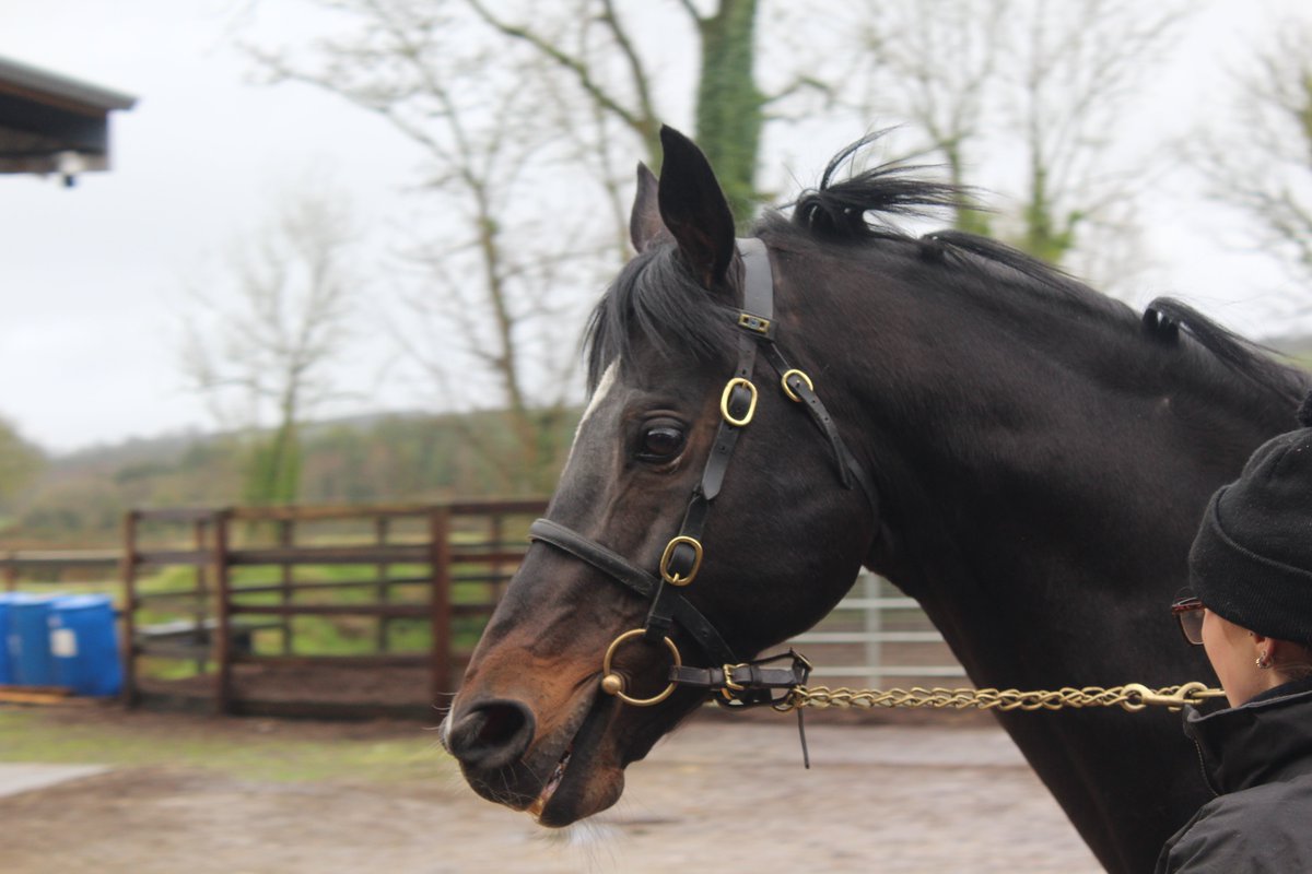SportsNewsIRE's tweet photo. @HowTheyRun Night Wish, Racinger, Telescope &amp; Saintgodrel @FoxwoodStallion, Castlelyons, Co Cork, during @IREthoroughbred Irish Stallion Trail on Friday
#IrishStallionTrail https://t.co/8v5IDUvGya