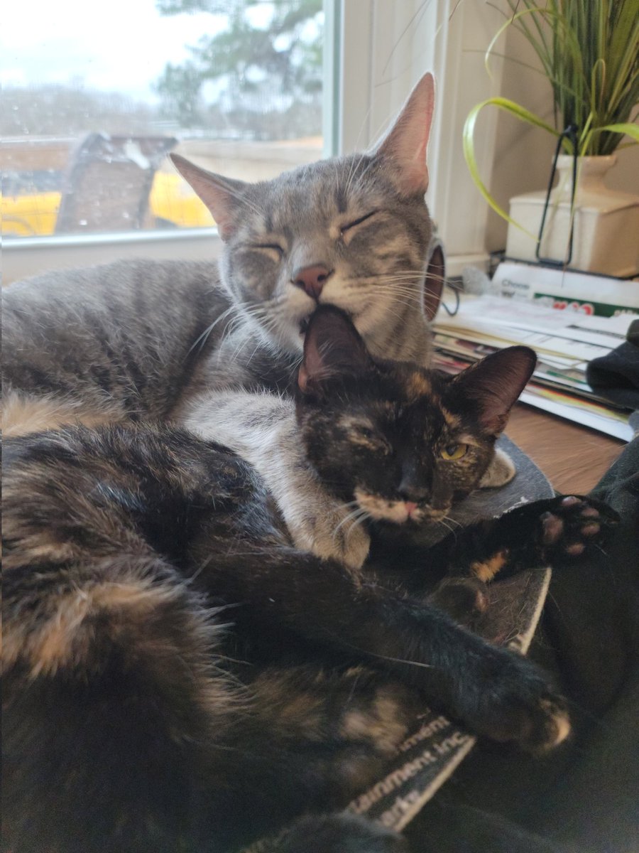 MrGarbageCat's tweet image. 