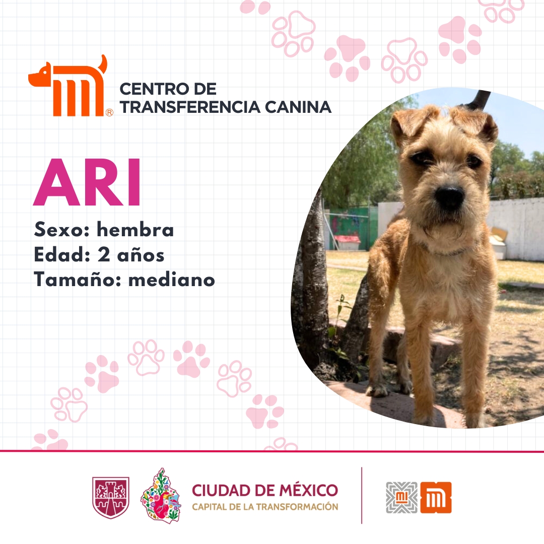 Todos los perritos rescatados en las instalaciones de la red, son trasladados al CTC del Metro, lugar donde son valorados por médicos veterinarios. Si deseas darle la oportunidad algún lomito, consulta: bit.ly/2Dv5VXG 🐾 #AUnMetroDeSuHogar #AdoptaNoCompres 🐶🏡
