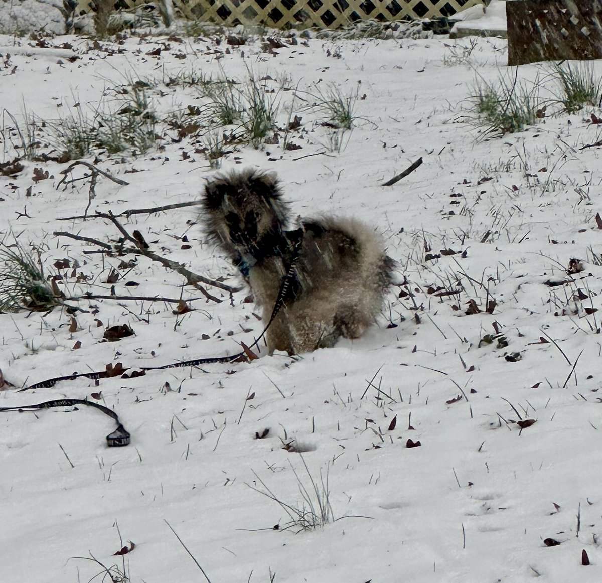 LeadtheMasses's tweet photo. Looks like Koda loved his first snow ❄️⛄️ 🥶 #HappySnowDay #DayOff! https://t.co/4BdEysASab