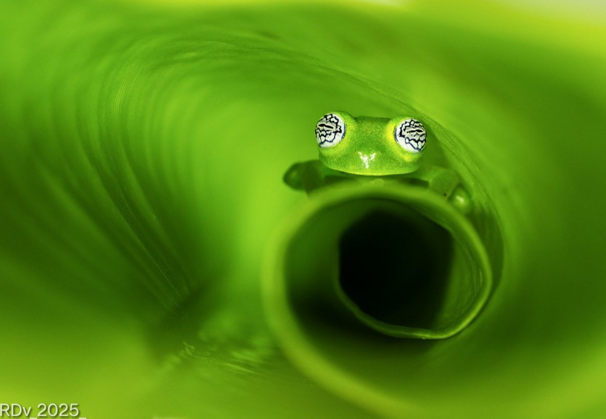 rosie_52's tweet photo. Glass frog hidden in a leaf 

#frog #glassfrog #amphibiam #wildlifephotogaphy #nature #WildlifeWednesdays #wildlife #macropgotography #closeup
#FridayVibes

@ThePhotoHour https://t.co/BGVeG9DkE9