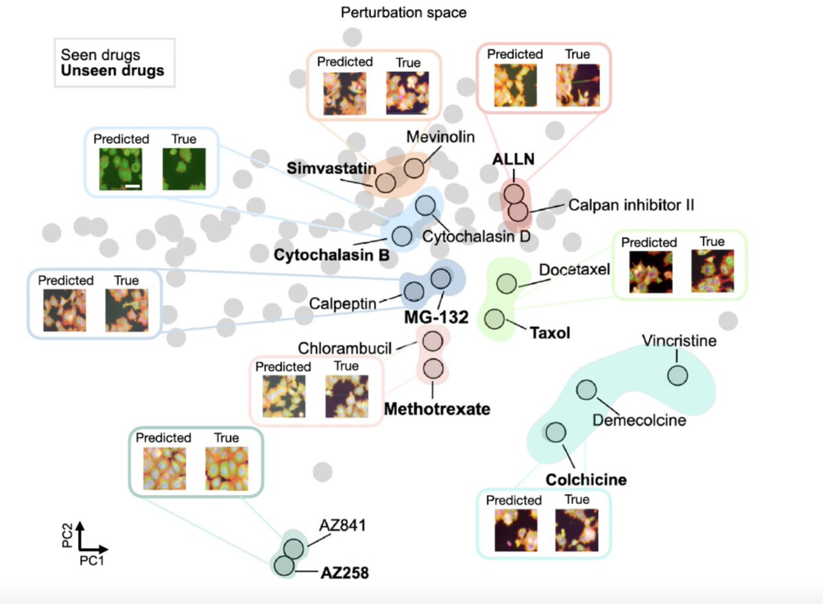 Mo Lotfollahi (@mo_lotfollahi) on Twitter photo (1/8) IMPA is published now in <a href="/NatureComms/">Nature Communications</a>. (a) It can generate phenotypic cell painting/microscopy data images under unseen drug and genetic perturbations. (b) It learns a perturbation map of treatment similarities (small molecules together with genetic) and (c) it corrects (1/8) IMPA is published now in <a href="/NatureComms/">Nature Communications</a>. (a) It can generate phenotypic cell painting/microscopy data images under unseen drug and genetic perturbations. (b) It learns a perturbation map of treatment similarities (small molecules together with genetic) and (c) it corrects