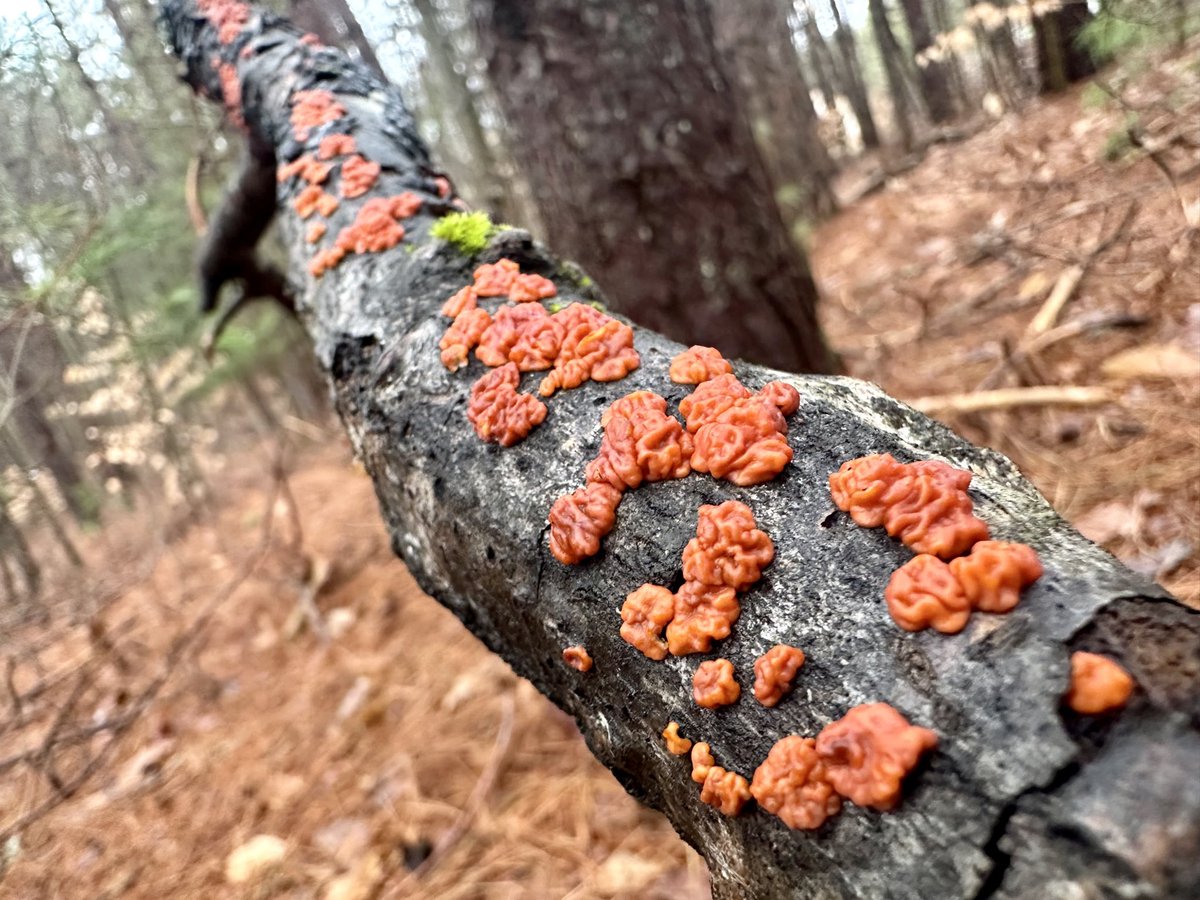 Fun Girl 🍄 tweet media