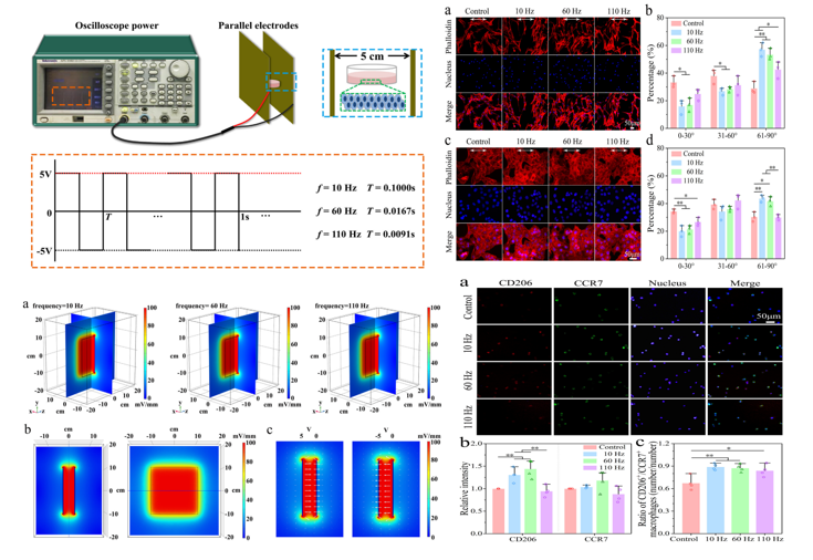 medntdj's tweet photo. Study on the effects of alternating capacitive electric fields with different frequencies on promoting wound healing https://t.co/yvOacFyA97…… #Alternating capacitive electric field #Frequency #Human dermal fibroblasts #MedTwitter #scicomm #MedEd #AcademicTwitter https://t.co/sJbQWPpRk7